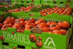 AppHarvest tomatoes