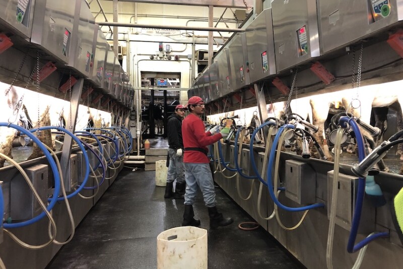 Dairy Employee Parlor Milking