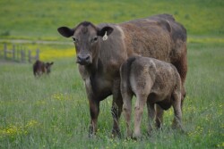 BT_Cow_Calf_Nursing
