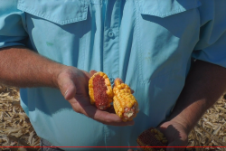 “I’ve seen some fields with 20-bu. per acre corn that wasn’t getting picked up. We’re leaving too much corn on the cob,” says Ken Ferrie, Farm Journal Field Agronomist and owner of Crop-Tech Consulting, Heyworth, Ill.