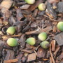 Green acorns