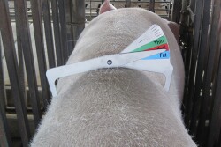 Sow caliper