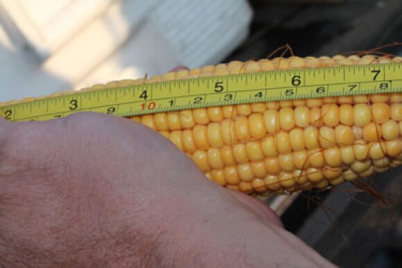 crop-tour-indiana-corn-sample.jpg