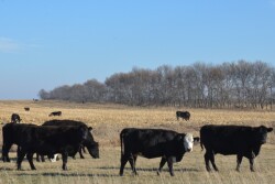 BT_Cows_Corn_Stalks