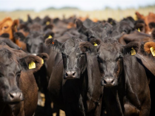 Cows