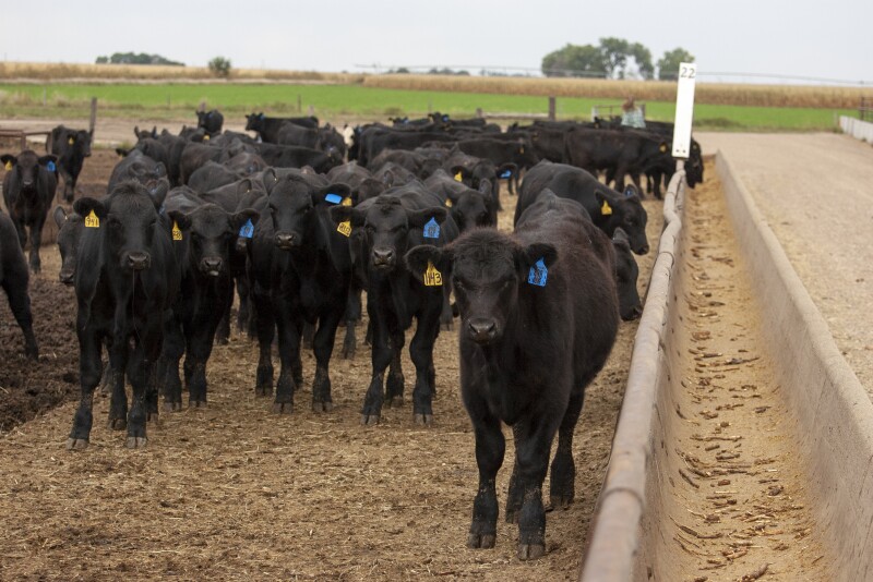 Fed cattle traded lower, feeders mixed
