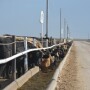 On Thursday, Senators Deb Fischer (R-Neb.), Chuck Grassley (R-Iowa), John Tester (D-Mont.) and Ron Wyden (D-Ore.) reintroduced the Cattle Price Discovery and Transparency Act in the 118th Congress.