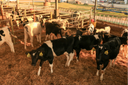 Holstein Heifers