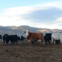 BT_Feedlot_Cows_Calves