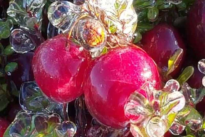 icy-cranberries