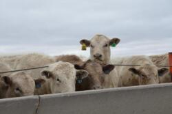 feedlot charolais