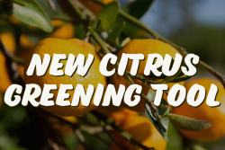 Florida citrus