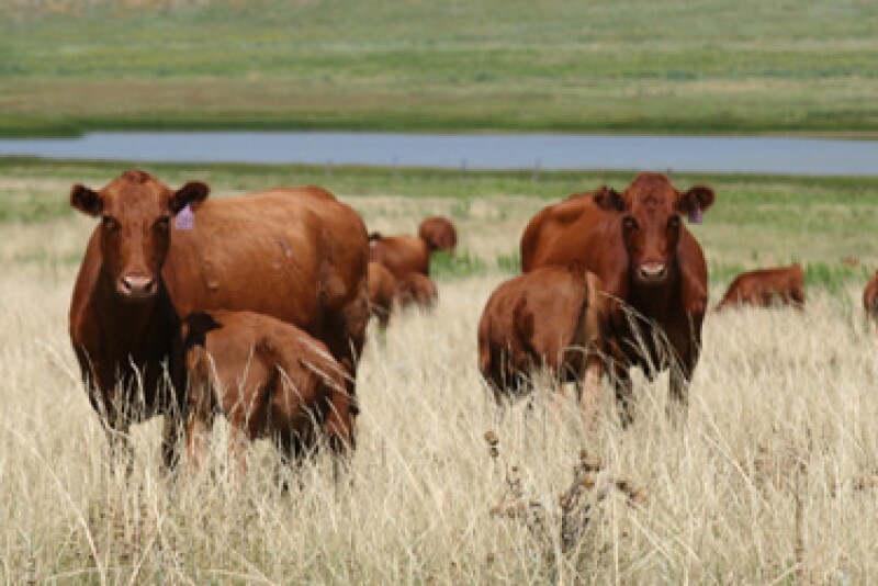 The conversations surrounding China may be adding fuel to the feeder cattle market right now, momentum Rabo AgriFinance is concerned won't last. 