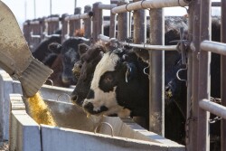 UNL feedlot