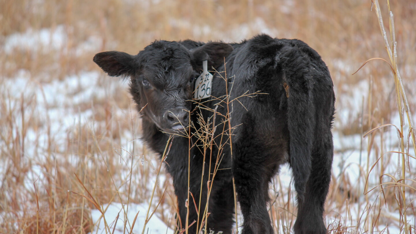 Understanding and Preventing Calf Scours - Drovers