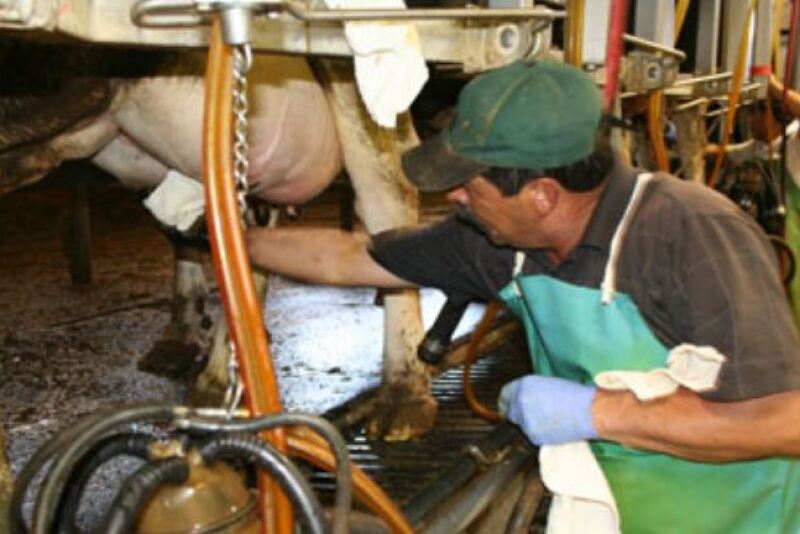 milking worker Dairy