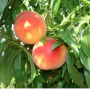 peaches