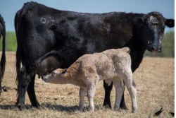 Angus cow calf cross pair