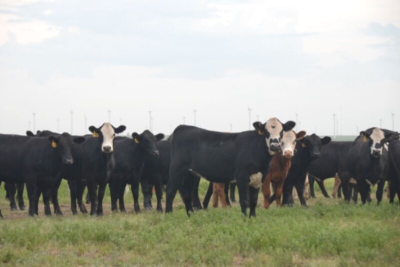 The 2019 calf crop was 1% smaller