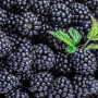 Blackberries