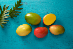 Mango suppliers say conditions are ideal for a record-breaking season of mango volumes.