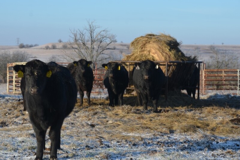 BT_Bull_Heifers_Hay_Winter