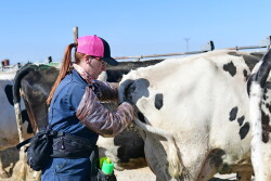 Barb Peterson Sunrise Veterinary Services by Dylan Voyles - preg checking dairy cows