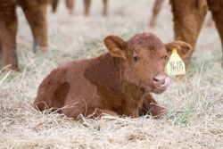 Calf