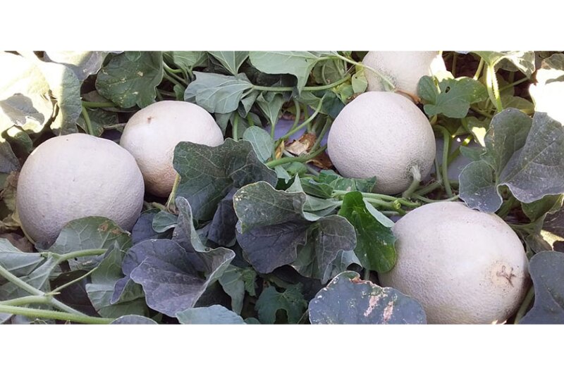 Rio Rico, Ariz.-based Fresh Farms offered cantaloupes under the Fresh Farms label for the first time this season from mid-October until the end of November, says salesman Al Voll. The program was well received and likely will expand next season, he says.
