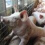 Cash-traded feeder pig reported volume was below average this past week, with 7,379 head reported. Cash feeder pig reported prices were $72.50, down $8.47 per head from last week.