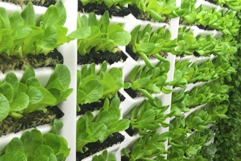 Faribault, Minn.-based Living Greens Farm is expanding its aeroponic growing space.