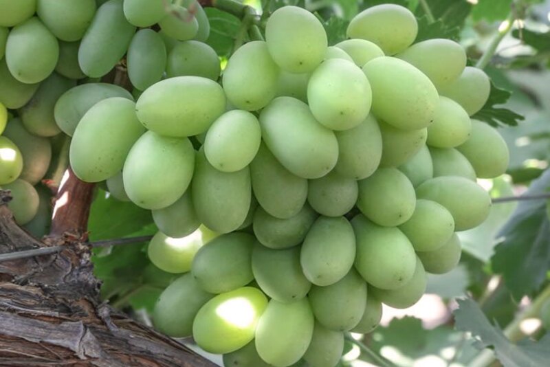 Sugar Crisp grape variety. International Fruit Genetics LLC had worked with an Italian court to halt a farm's unauthorized growing of the company's protected table grape varietal Sugar Crisp. The harvested fruit is being donated to a nonprofit organization.