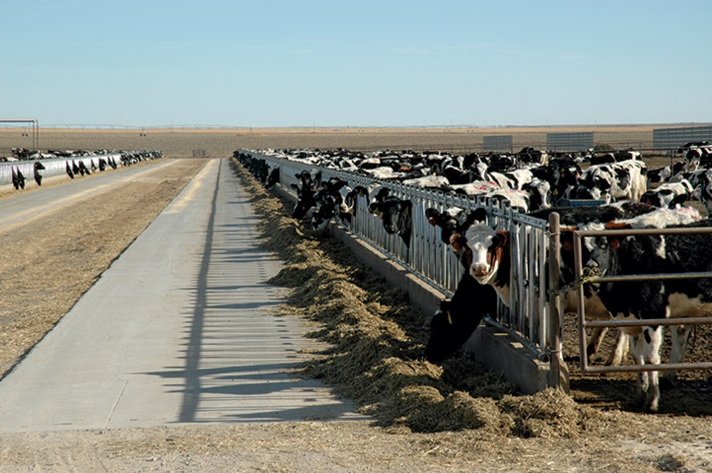 Dairy