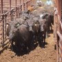 cattle-auctionsTFB.jpg