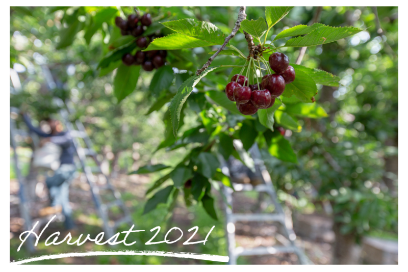 northwest cherries