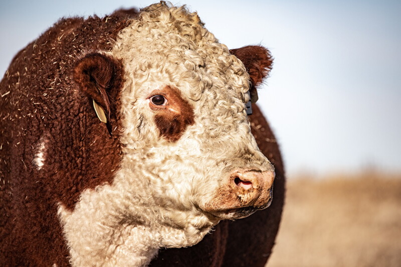 Polled Hereford