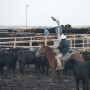 BT_Feedlot_Cowboys