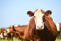 About 1.6% of calf deliveries will be backwards