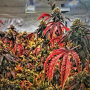 29 states allow cannabis growth for medicinal purposes