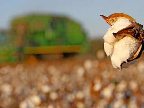 Cotton