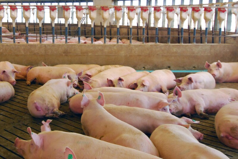Transportation and biosecurity practices of breeding stock companies play an important role in the industry. 