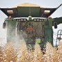 Trey Kimbrell, 9, harvesting corn