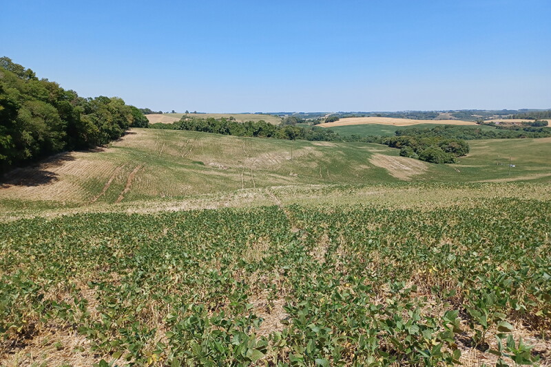 Drought-Damaged Soybeans in Brazil