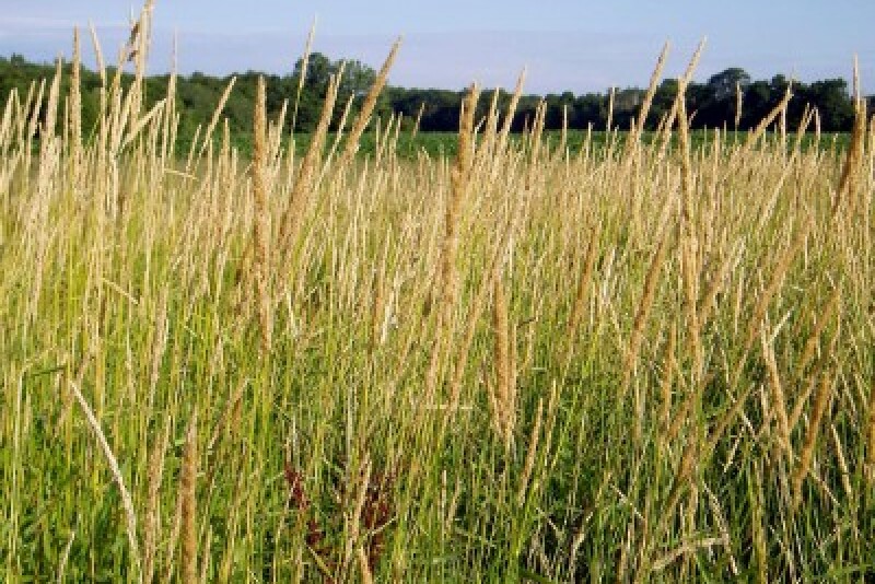 Reedcanarygrass1