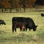 Fall_grazing_cowCorteva.jpg