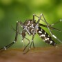 Some members of the mosquito genus Aedes — small, black mosquitoes with white stripes on their back and legs — are known vectors for viral infections, including dengue fever, yellow fever, the Zika virus and chikungunya.