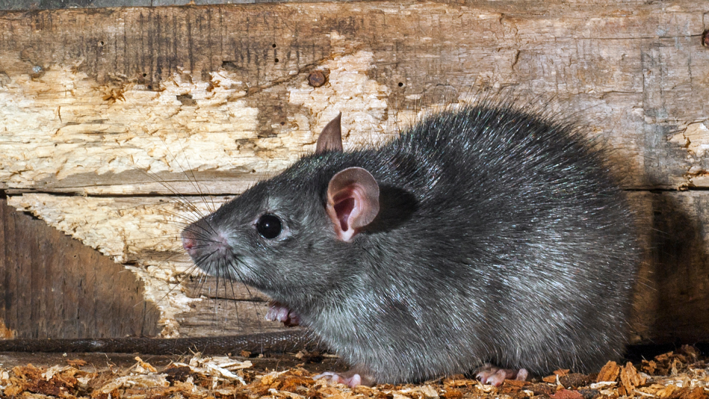 Pvc Sheet Tree Rats New Pest Invading Tree Nut Orchards - The Packer
