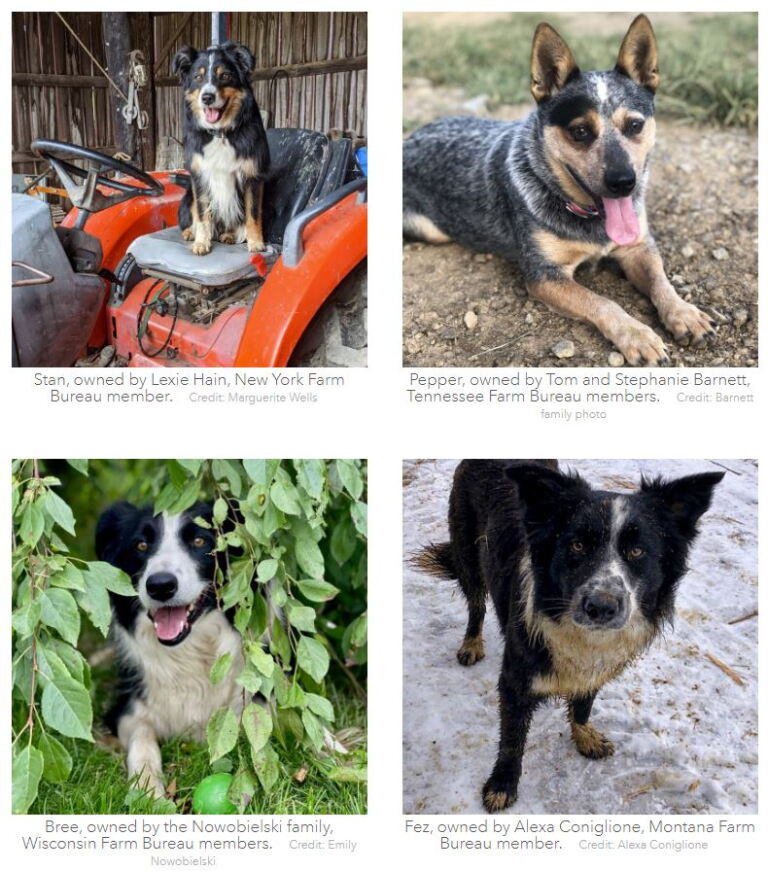 Best, Four-Legged Farm Hands Announced in Farm Bureau’s Farm Dog of the ...
