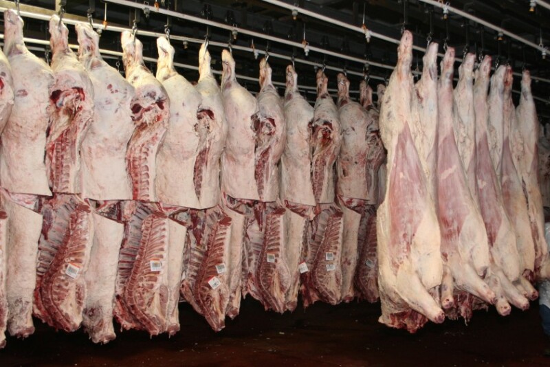 Beef carcasses