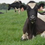 DT_Grazing_Dairy_Cattle